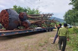 Xử phạt 47 triệu đồng đối với xe chở 5 cây cổ thụ quá khổ