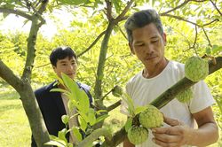 Hiệu quả trồng na trái vụ ở Bảo Thắng