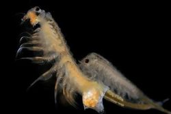 Artemia Salina: Sinh vật có thể tồn tại tới 10.000 năm