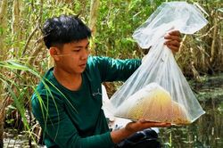 Độc đáo nghề 'ăn ong' ở U Minh Hạ