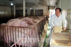Giá heo hơi hôm nay 8/11: Tăng/giảm trái chiều 1.000 – 2.000 đồng/kg