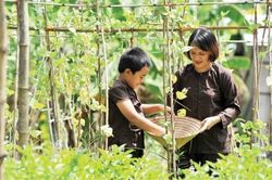 Kinh tế Nông nghiệp - Nông thôn Phát triển nông nghiệp hữu cơ - xu thế tất yếu - Kỳ 1: Tạo đà từ hướng đi đúng