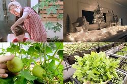 Ngôi nhà vườn thiết kế hiện đại, ngập rau xanh của Elly Trần
