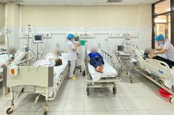 Bị hàng nghìn con ong 'khổng lồ' tấn công 10 người nhập viện