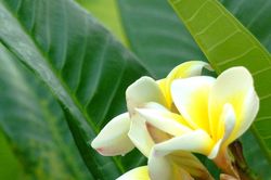 Thận trọng khi dùng hoa sứ làm thuốc