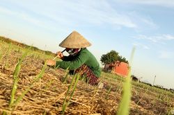 Mầm xanh sau lũ