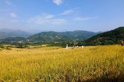 Mùa vàng Bình Liêu thu hút du khách dịp cuối tuần