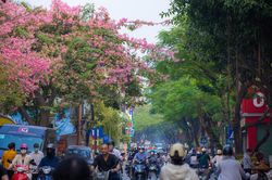 Cây mỹ nhân trổ hoa đẹp mê mẩn giữa lòng Hà Nội