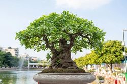 Cận cảnh cây lộc vừng 5 thân ngũ phúc khiến đại gia 'mê mẩn'