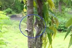 Clip: Rắn hổ mang ăn thịt trăn