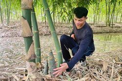 Hiệu quả từ mô hình trồng tre tứ quý lấy măng
