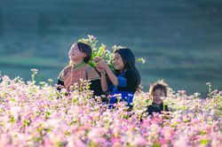 Mùa tam giác mạch đẹp mê hồn ở thảo nguyên Thụy Sĩ giữa lòng Hà Giang