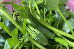 Rau muống đất mạ