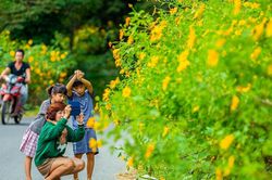 Ngàn du khách ùn ùn đổ về ngắm dã quỳ, đường vào Vườn Quốc gia Ba Vì tắc nghẽn