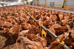 Triển khai quyết liệt, đồng bộ các giải pháp phòng chống bệnh cúm gia cầm