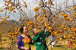 Mùa hồng đỏ rực trên cao nguyên Mộc Châu