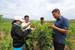 Nâng cao kỹ thuật trồng dâu, nuôi tằm ở Đạ M'rông