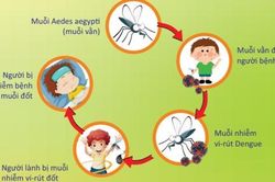 Cách phòng ngừa muỗi gây bệnh sốt xuất huyết