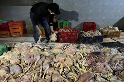 Hình ảnh kinh hãi tại cơ sở giết mổ hơn 2 tấn gà chết