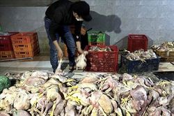 Bắt quả tang cơ sở sơ chế gà chết bốc mùi hôi thối