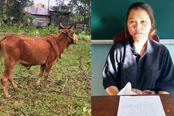 Cô gái 19 tuổi thuê xe ba gác để bắt bò thả rông chở đi bán