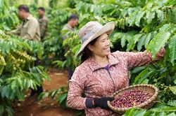 Nestlé và hành trình nông nghiệp tái sinh ứng phó với biến đổi khí hậu