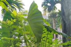 Cây khoai môn