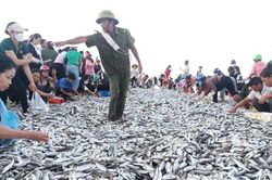 Ngư dân Hà Tĩnh trúng mẻ cá đù hơn 4 tấn