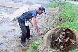 Thợ săn Nghệ An tiết lộ bí quyết bắt loài nhiều chân, chạy nhanh như gió