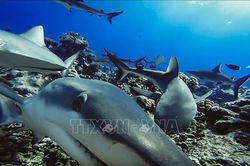 Bảo vệ các loài cá mập có nguy cơ tuyệt chủng