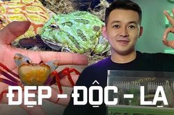 Nuôi cua cảnh, kiến cảnh và thú chơi động vật độc lạ