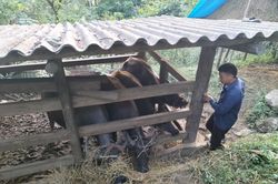 Bát Xát: Chủ động chống đói, rét cho đàn gia súc