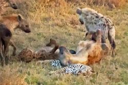 'Rợn người' tập tính săn mồi kỳ dị của loài dã thú linh cẩu