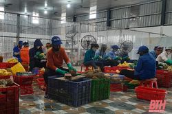 Xuất khẩu nông, lâm, thủy sản tăng tốc những tháng cuối năm