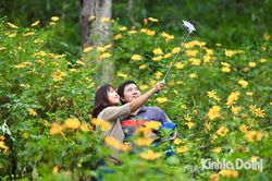 Hoa dã quỳ nhuộm vàng hai bên đường ở Ba Vì