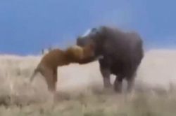 Clip: Những tình huống tấn công dũng mãnh của hà mã