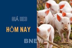 Giá heo hơi hôm nay 22/11: Tăng giảm không đồng nhất ở cả 3 miền