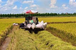 Xuất khẩu gạo tăng cao kỷ lục cả về sản lượng và giá