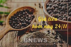Giá tiêu hôm nay 24/11: Nhích nhẹ 500 đồng/kg tại các vùng trọng điểm