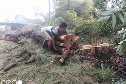 Người dân xã Kha Sơn, Phú Bình, Thái Nguyên xót xa vì rừng thông cổ bị chặt hạ