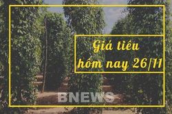 Giá tiêu hôm nay 26/11: Ổn định quanh mức 58.500 - 62.000 đ/kg