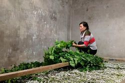 Dâu xanh mướt đất Đam B'ri