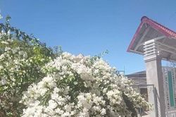 Mùa hoa giấy