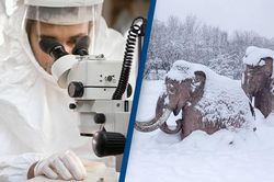 'Đánh thức' chủng virus 48.500 năm tuổi dưới lớp băng vĩnh cửu