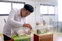 Chàng trai Hà Nội nuôi kiến cảnh làm thú cưng