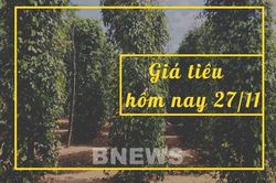 Giá tiêu hôm nay 27/11: Xu hướng đi ngang chưa thấy điểm dừng