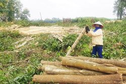 Khan hiếm lao động khai thác rừng sản xuất