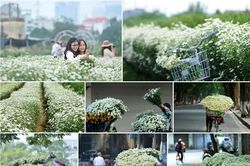 Họa mi… 'hót'