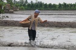 Tiền Giang xây dựng lịch thời vụ sản xuất theo hướng né hạn mặn