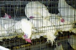 Nhật Bản đối mặt dịch cúm gia cầm lan nhanh bất thường